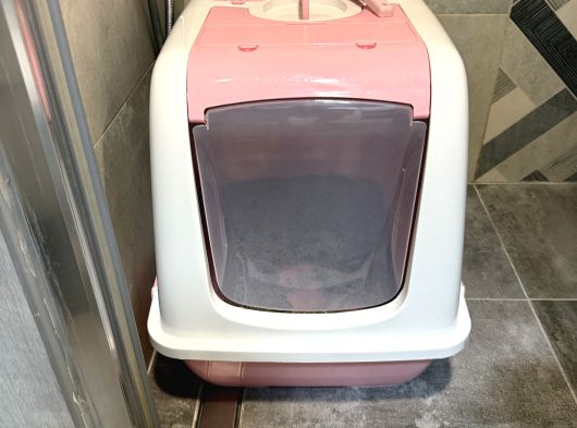 4 Aylık Ragdol Kedi görsel