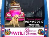 Toy Poodle Aprikot Aşılı Bebek