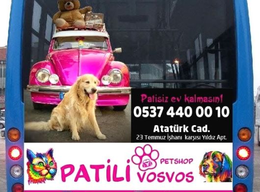 Toy Poodle Aprikot Aşılı Bebek görsel