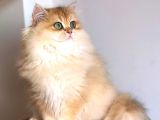 Safkan Erkek Yavru 3-5 Aylık Golden Longhair Ny12