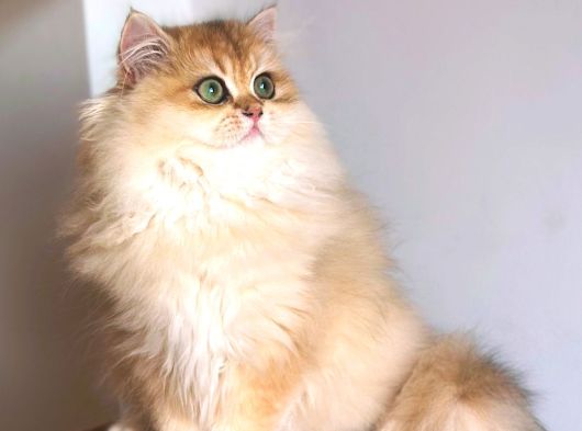 Safkan Erkek Yavru 3-5 Aylık Golden Longhair Ny12 görsel