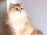 Safkan erkek yavru 3-5 aylık golden longhair ny12