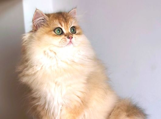 Safkan Erkek Yavru 3-5 Aylık Golden Longhair Ny12