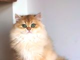 Safkan Erkek Yavru 3-5 Aylık Golden Longhair Ny12