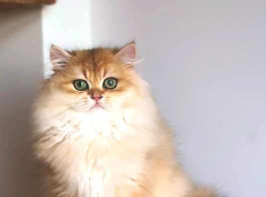Safkan Erkek Yavru 3-5 Aylık Golden Longhair Ny12 görsel