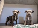 Scr Belgeli Staffordshire Bull Terrier