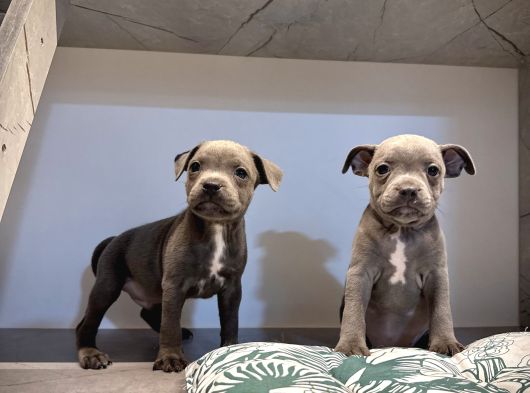 Scr Belgeli Staffordshire Bull Terrier görsel