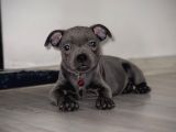 Scr Belgeli Staffordshire Bull Terrier