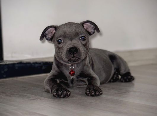 Scr Belgeli Staffordshire Bull Terrier görsel