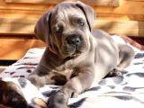 Cane corso dev ırk yavrular