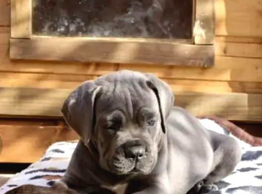 Cane Corso Dev Irk Yavrular görsel