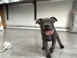 Scr Belgeli Staffordshire Bull Terrier