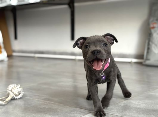 Scr Belgeli Staffordshire Bull Terrier görsel