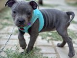 Scr Belgeli Staffordshire Bull Terrier