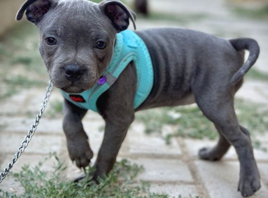 Scr Belgeli Staffordshire Bull Terrier