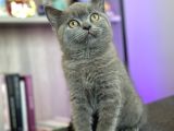 Çok Farklı Bir Kedi