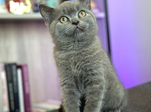 Çok Farklı Bir Kedi görsel