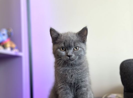 Çok Farklı Bir Kedi