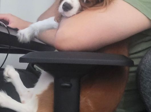 Tarçına Yeni Aile Arıyoruz görsel