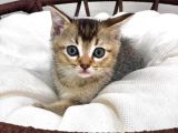 Üst Düzey Kali̇tede Bri̇ti̇sh Shorthai̇r Golden Tabby Yavrular