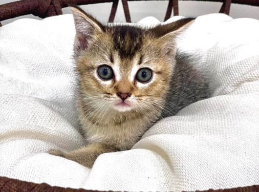 Üst Düzey Kali̇tede Bri̇ti̇sh Shorthai̇r Golden Tabby Yavrular görsel