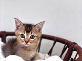 Üst Düzey Kali̇tede Bri̇ti̇sh Shorthai̇r Golden Tabby Yavrular