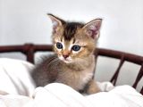 Üst Düzey Kali̇tede Bri̇ti̇sh Shorthai̇r Golden Tabby Yavrular