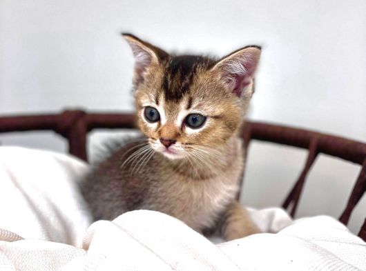 Üst Düzey Kali̇tede Bri̇ti̇sh Shorthai̇r Golden Tabby Yavrular görsel