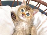ÜST DÜZEY KALİTEDE BRİTİSH SHORTHAİR GOLDEN TABBY YAVRULAR