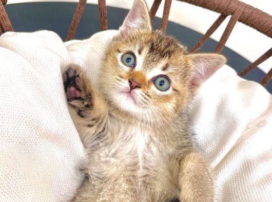 Üst Düzey Kali̇tede Bri̇ti̇sh Shorthai̇r Golden Tabby Yavrular