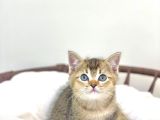 Üst Düzey Kali̇tede Bri̇ti̇sh Shorthai̇r Golden Tabby Yavrular