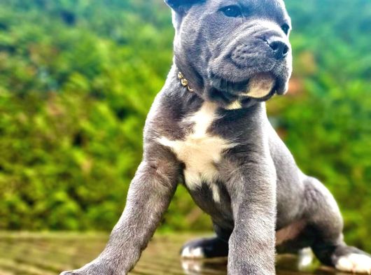 Orji̇nal Etki̇leyi̇ci̇ Güzelli̇kte Cane Corso Yavru görsel