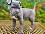 ORJİNAL ETKİLEYİCİ GÜZELLİKTE CANE CORSO YAVRU