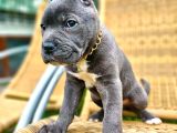Orji̇nal Etki̇leyi̇ci̇ Güzelli̇kte Cane Corso Yavru
