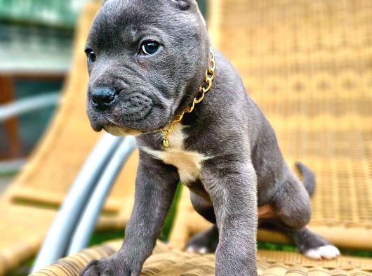 Orji̇nal Etki̇leyi̇ci̇ Güzelli̇kte Cane Corso Yavru görsel
