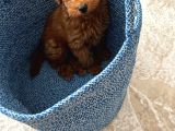 4 Aylık Toy Poodle Yavrumu Sahiplendiriyorum