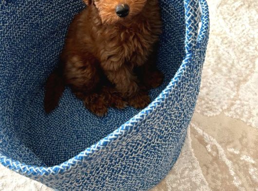 4 Aylık Toy Poodle Yavrumu Sahiplendiriyorum görsel