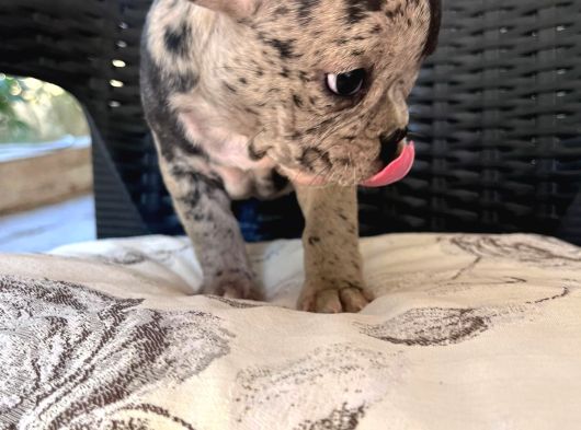 Aileden French Bulldog Bebekler görsel