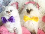 Maviş poınt british longhair bebekleirm