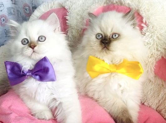 Maviş Poınt British Longhair Bebekleirm