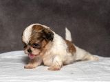 MICRO BOY SHIHTZU OĞLUMUZ