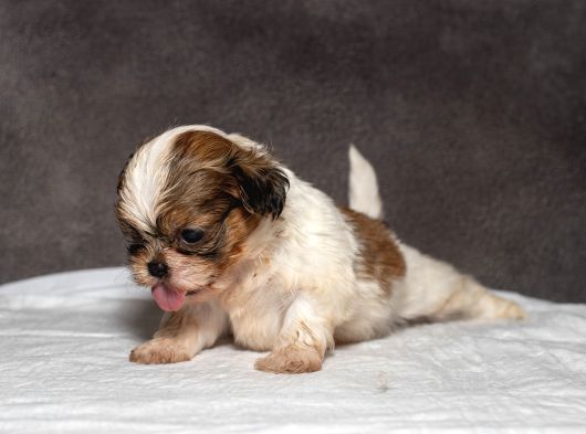 Micro Boy Shihtzu Oğlumuz