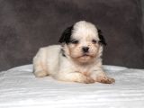 MÜKEMMEL GÜZELLİKTE SHIHTZU KIZIMIZ