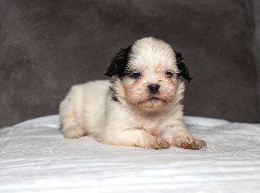Mükemmel Güzelli̇kte Shihtzu Kizimiz
