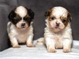 MÜKEMMEL KALİTE SHIHTZU ERKEK YAVRULARIM