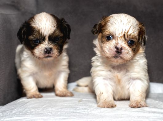 Mükemmel Kali̇te Shihtzu Erkek Yavrularim