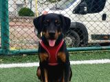 4 aylık aşıları tam dişi rottweiler