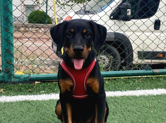 4 Aylık Aşıları Tam Dişi Rottweiler