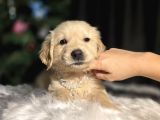 Son 2 erkek golden bebekler