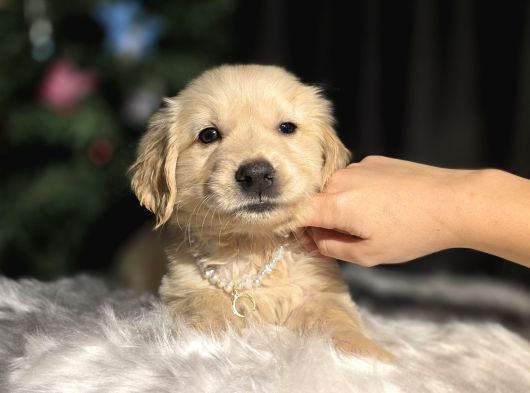 Son 2 Erkek Golden Bebekler